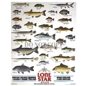 Lone Star Beer Poster 8 X 10 ~ Texas Fresh Water Fish Series ~ Awesome Art Print